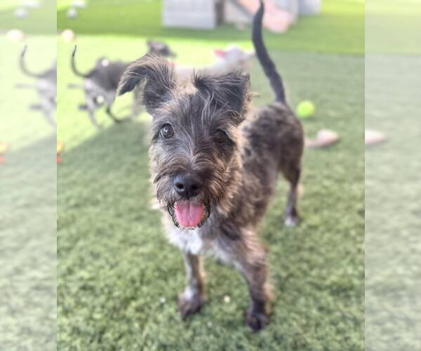 Medium Photo #8 Mutt Puppy For Sale in Phoenix, AZ, USA