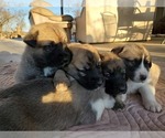 Small Photo #1 Anatolian Shepherd Puppy For Sale in COMMERCE, TX, USA