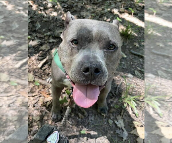 Medium Photo #8 American Staffordshire Terrier Puppy For Sale in Lawrenceville, NJ, USA