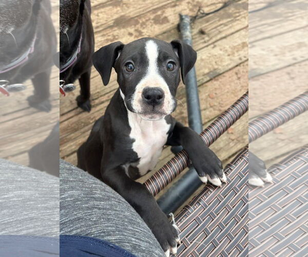 Medium Photo #5 American Pit Bull Terrier-Staffordshire Bull Terrier Mix Puppy For Sale in Germantown, OH, USA