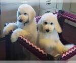 Small Photo #25 Poodle (Standard) Puppy For Sale in MANCHESTER, MI, USA
