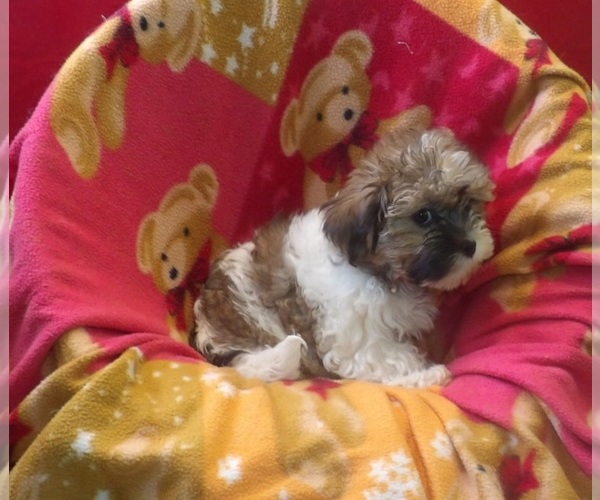 Medium Photo #5 Mal-Shi Puppy For Sale in PATERSON, NJ, USA