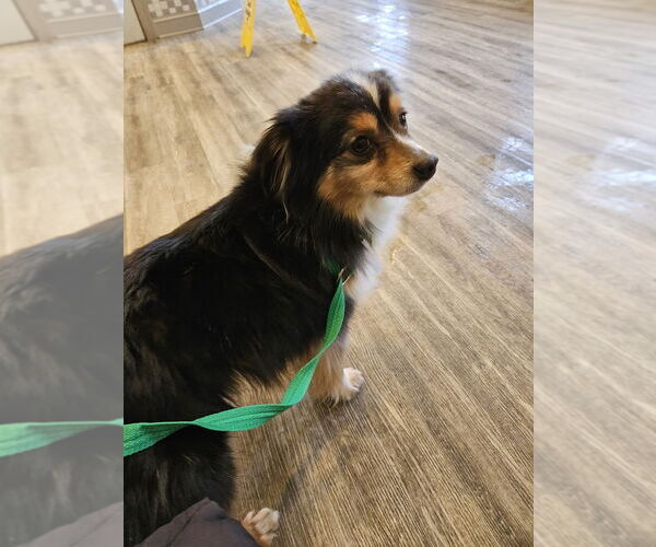 Medium Photo #4 Australian Shepherd-Unknown Mix Puppy For Sale in Silver Spring, MD, USA