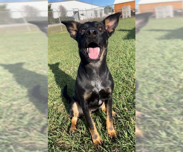 Medium Photo #1 German Shepherd Dog-Unknown Mix Puppy For Sale in Rosenberg, TX, USA