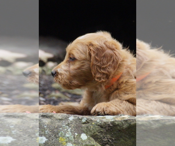 Medium Photo #5 Goldendoodle (Miniature) Puppy For Sale in MILLERSBURG, OH, USA