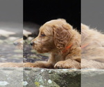Small #4 Goldendoodle (Miniature)