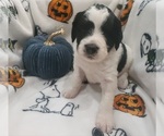 Small Photo #13 Bernedoodle (Miniature) Puppy For Sale in DANVILLE, IN, USA