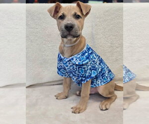 American Staffordshire Terrier-Unknown Mix Dogs for adoption in Aurora, CO, USA