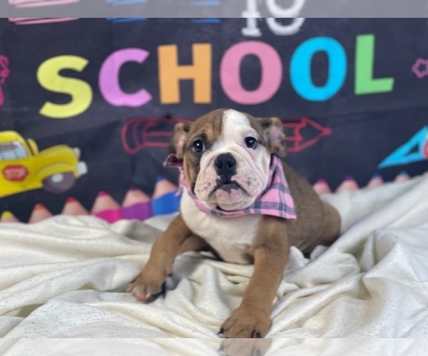 Medium Photo #2 Bulldog Puppy For Sale in POWHATAN, VA, USA