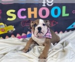 Small Photo #2 Bulldog Puppy For Sale in POWHATAN, VA, USA