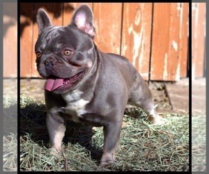 Father of the French Bulldog puppies born on 01/01/2024