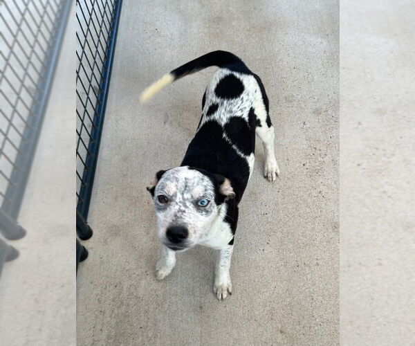 Medium Photo #1 Mutt Puppy For Sale in Oak Bluffs, MA, USA