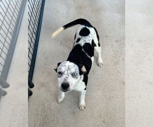 Mutt Dogs for adoption in Oak Bluffs, MA, USA