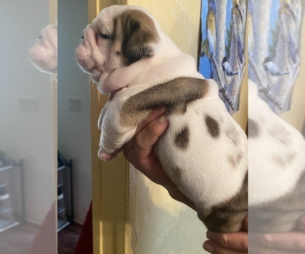 Medium Photo #6 English Bulldog Puppy For Sale in CLEVELAND, NC, USA