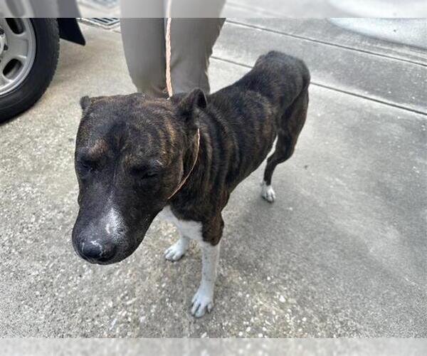 Medium Photo #1 American Pit Bull Terrier-Unknown Mix Puppy For Sale in Houston, TX, USA