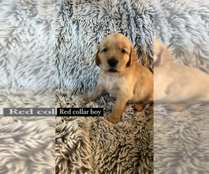 Golden Retriever Puppy for sale in CHARLESTON, TN, USA