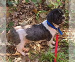 Small #1 Shih Tzu