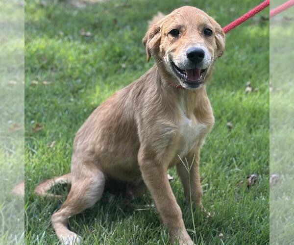Medium Photo #2 Labrador Retriever-Unknown Mix Puppy For Sale in Yardley, PA, USA