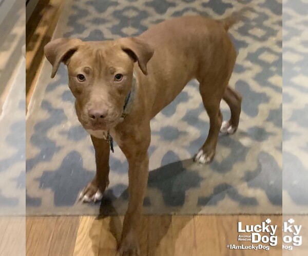 Medium Photo #6 Labrador Retriever-Unknown Mix Puppy For Sale in Washington, DC, USA