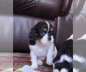 Cavalier King Charles Spaniel Puppy for sale in MELROSE, FL, USA