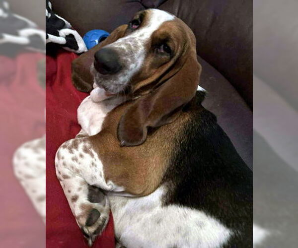 Medium Photo #3 Basset Hound Puppy For Sale in Deepwater, NJ, USA