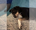 Small #18 Mutt