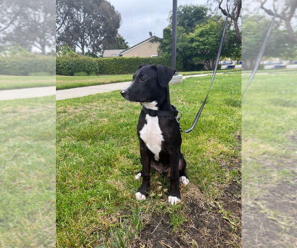 Medium Photo #11 Borador Puppy For Sale in Dana Point, CA, USA