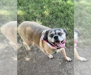 Pug Dogs for adoption in Tulsa, OK, USA