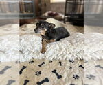 Small #1 Chihuahua