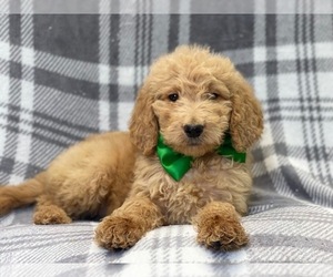 Goldendoodle Puppy for sale in LAKELAND, FL, USA