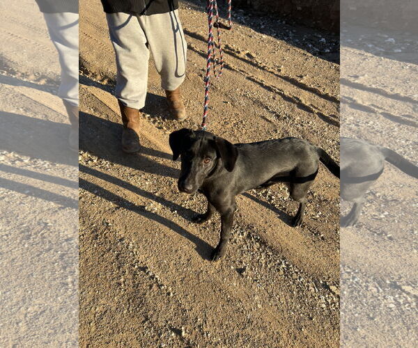 Medium Photo #4 Labrador Retriever-Unknown Mix Puppy For Sale in San Diego, CA, USA
