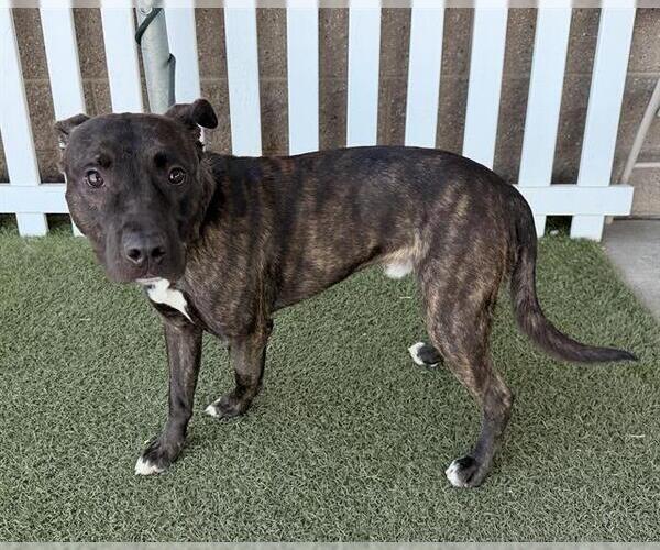 Medium Photo #1 Mutt Puppy For Sale in Modesto, CA, USA