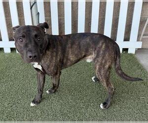 Mutt Dogs for adoption in Modesto, CA, USA