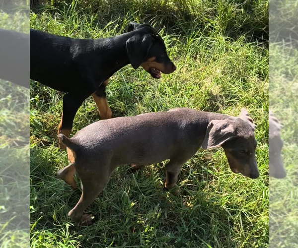 Medium Photo #5 Doberman Pinscher Puppy For Sale in KELLYTON, AL, USA