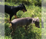 Small #4 Doberman Pinscher