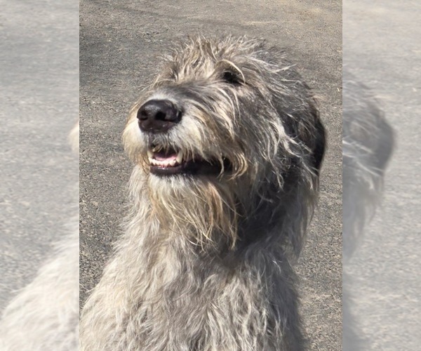Medium Photo #1 Irish Wolfhound Puppy For Sale in AMBOY, WA, USA