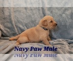 Small Photo #9 Golden Retriever Puppy For Sale in CRAWFORDVILLE, FL, USA