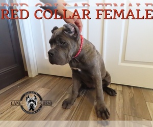 Cane Corso Puppy for Sale in APPLE VALLEY, California USA