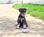 Small #3 Schnauzer (Miniature)
