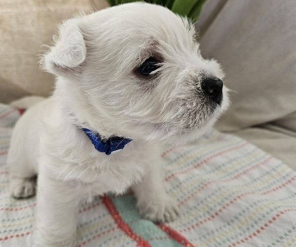 Medium Photo #4 West Highland White Terrier Puppy For Sale in MINONK, IL, USA