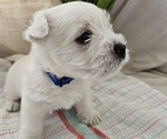 Puppy Puppy 3 West Highland White Terrier