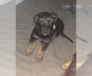 German Shepherd Dog Puppy for sale in MECHANICSVILLE, VA, USA