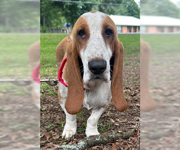 Medium Photo #4 Basset Hound Puppy For Sale in Deepwater, NJ, USA
