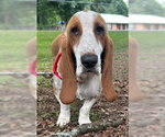 Small #3 Basset Hound