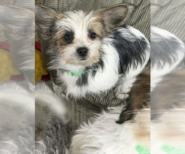 Medium Photo #2 Shih Tzu-Unknown Mix Puppy For Sale in Mukwonago, WI, USA