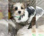 Small #1 Shih Tzu Mix