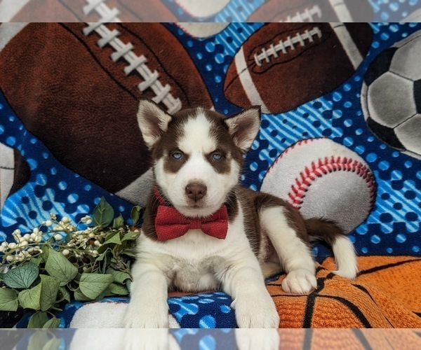 Medium Photo #4 Siberian Husky Puppy For Sale in QUARRYVILLE, PA, USA