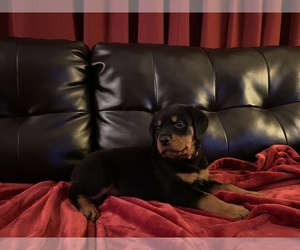 Rottweiler Puppy for sale in PALM BAY, FL, USA