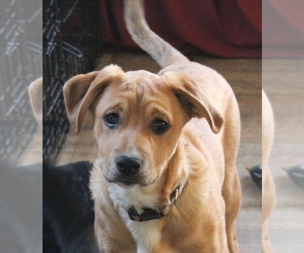 Medium Photo #2 Boxer-Unknown Mix Puppy For Sale in Burnsville, MN, USA