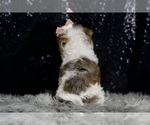 Small #9 Morkie